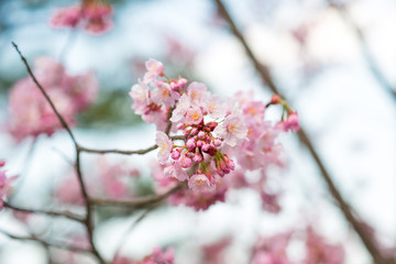 Beautiful cherry blossom sakura in spring time.