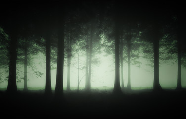 Fototapeta premium gloomy forest with fog
