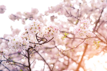 Beautiful cherry blossom sakura in spring time.