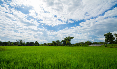 Image of green rice field with blue sky