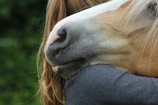 Freundschaft zwischen Mensch und Pferd