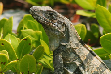 iguana