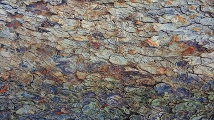 Abstract tree bark texture