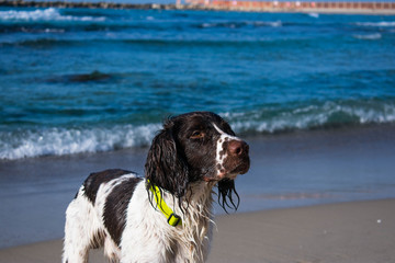dog