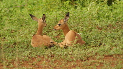 Impala Calves taking a break