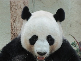 Obraz premium Panda in Thailand