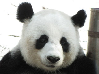 Naklejka premium Panda in Thailand