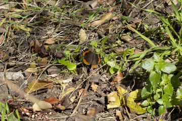 Red admiral (Vanessa atalanta) butterfly.