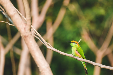  Bay-headed Bee-eater (Merops leschenaulti) is a species of bird