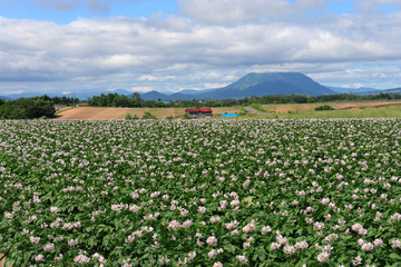 洞爺湖町の田園風景