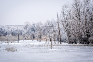 Trees in a frozen lake covered with hoarfrost