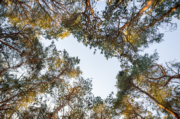 View of the sky through the trees
