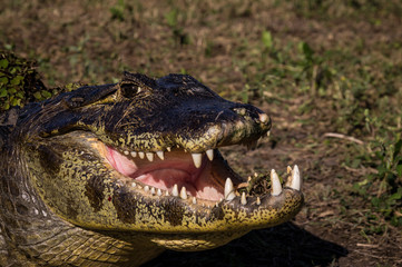 Yacare Caiman, crocodile in Pantanal, Paraguay