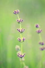 Blossoming of lilac lavender flower in green grass at summer time, natural floral seasonal background