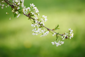 Blossoming of cherry flowers in spring time, natural seasonal floral background