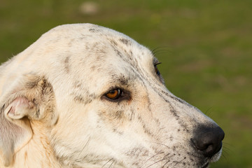 Fototapeta premium Big white labrador dog in the field