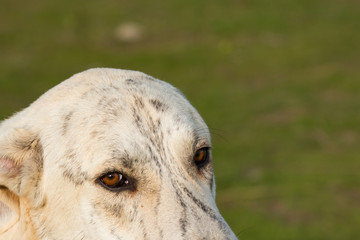 Fototapeta premium Big white labrador dog in the field