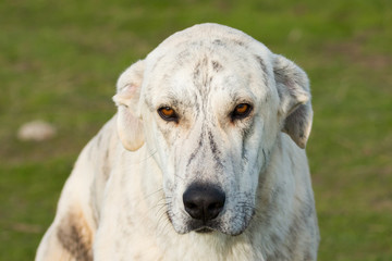 Big white labrador dog in the field