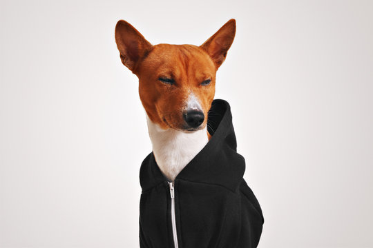 Brown and white basenji dog in a black hoodie with metal zipper squints disdainfully isolated on white