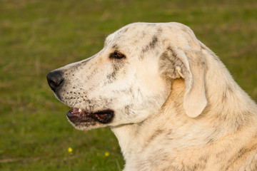 Big white labrador dog in the field