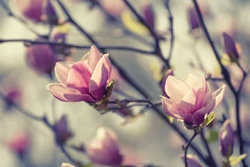 Fototapeten Blossoming of pink magnolia flowers in spring time, retro vintage hipster background © Roxana