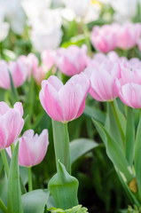 beautiful colorful tulips flower field in garden