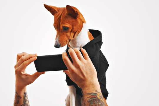 Serious brown and white basenji dog in black sweatshirt watches a movie on a smartphone held by man's hands on white background