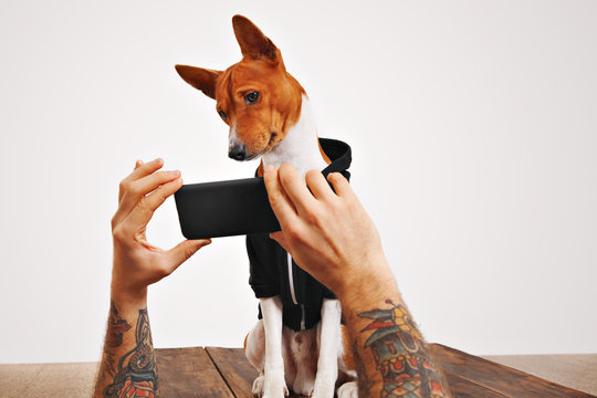 A cute brown and white dog tilts his head watching a video on smartphone screen on white background