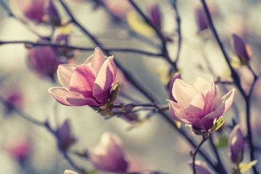 Fototapeta Blossoming of pink magnolia flowers in spring time, retro vintage hipster background