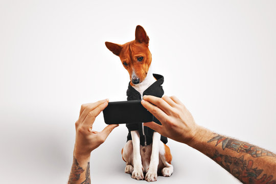 A man with tattooed arms shows a video on a smartphone to his brown and white basenji dog on white background