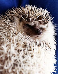 Cute hedgehog