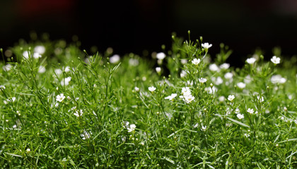 Sweet alyssum