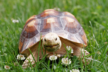 African Spurred Tortoise