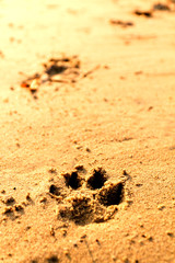 Animal foot print