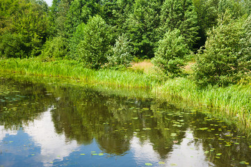 Fototapeta na wymiar Summer landscape on the river bank