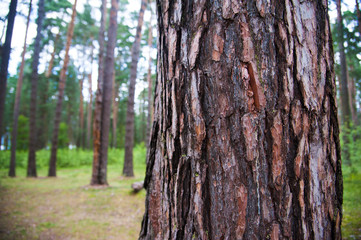 Texture bark of pine tree closeup