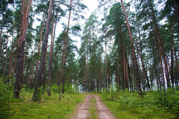 Obraz premium Winding dirt road through the forest