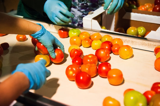 Red Tomatoes On Vegetable Processing Factory