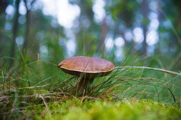 Cep Mushroom Growing in Autumn Forest