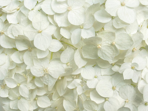 white hydrangea flowers romantic floral background © Tetiana