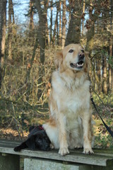 Hundefreundschaft