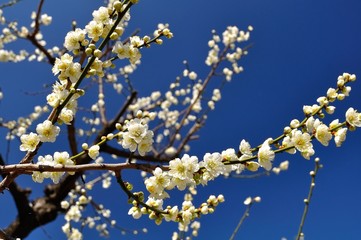 Palm blossom