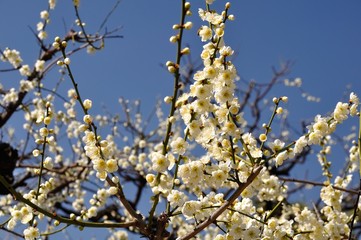 Palm blossom