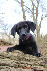 Labrador Welpe im Wald