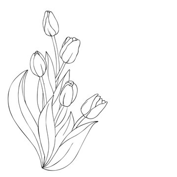 vector monochrome contour illustration of tulip flower vertical bouquet