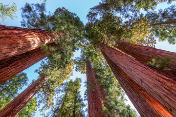 Giant sequoia trees closeup in Sequoia National Park, California, USA