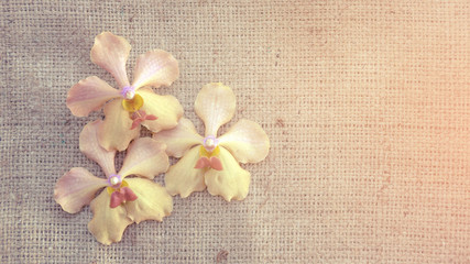 Fototapeta na wymiar Pink orchid on a brown sack background, vintage color.