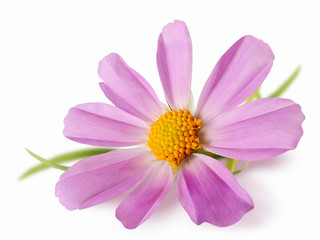 Fototapeta na wymiar delicate pink daisy flower isolated on white background