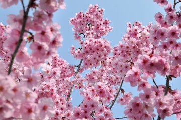 cherry blossom