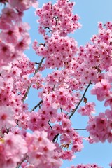 Obraz premium cherry blossom